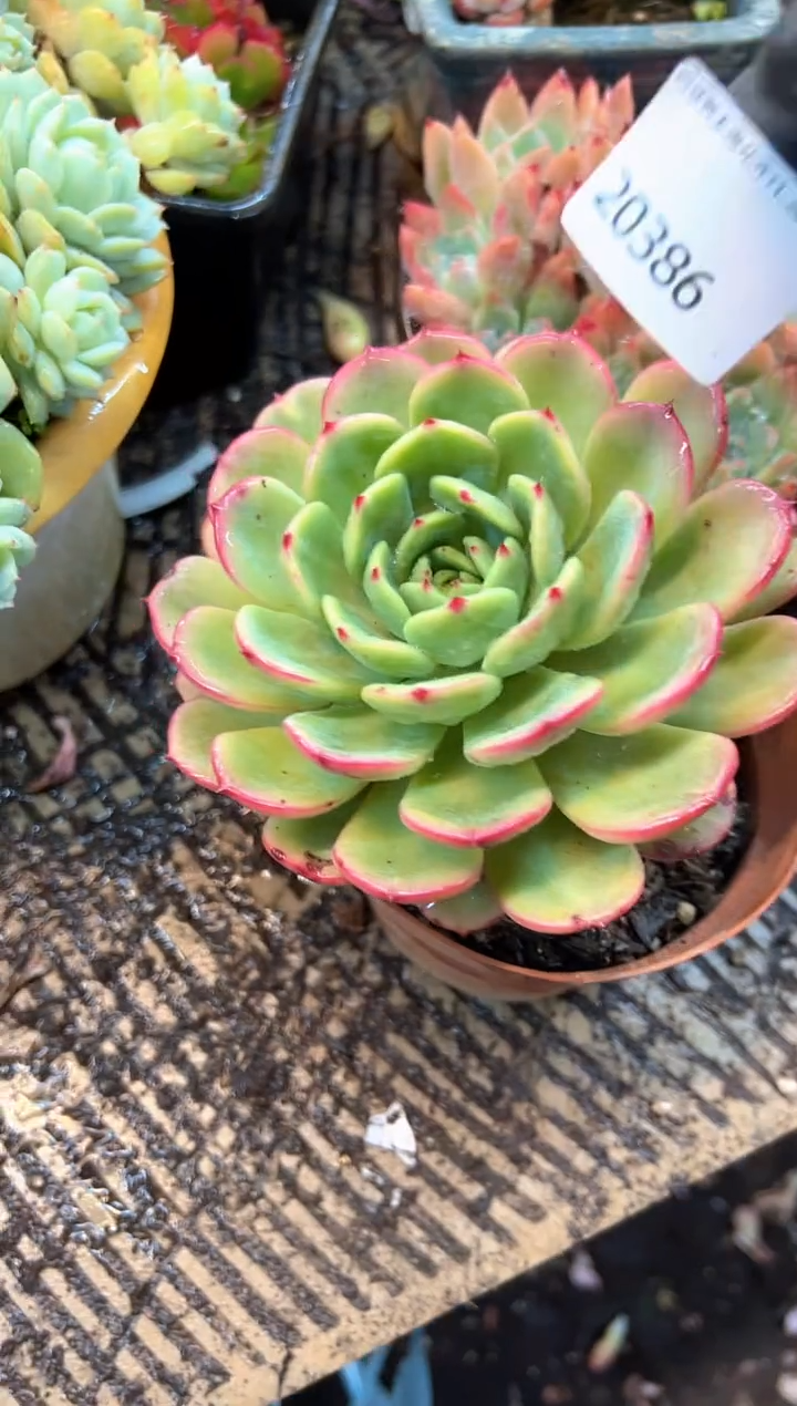 平*树多肉植物一物一拍20386