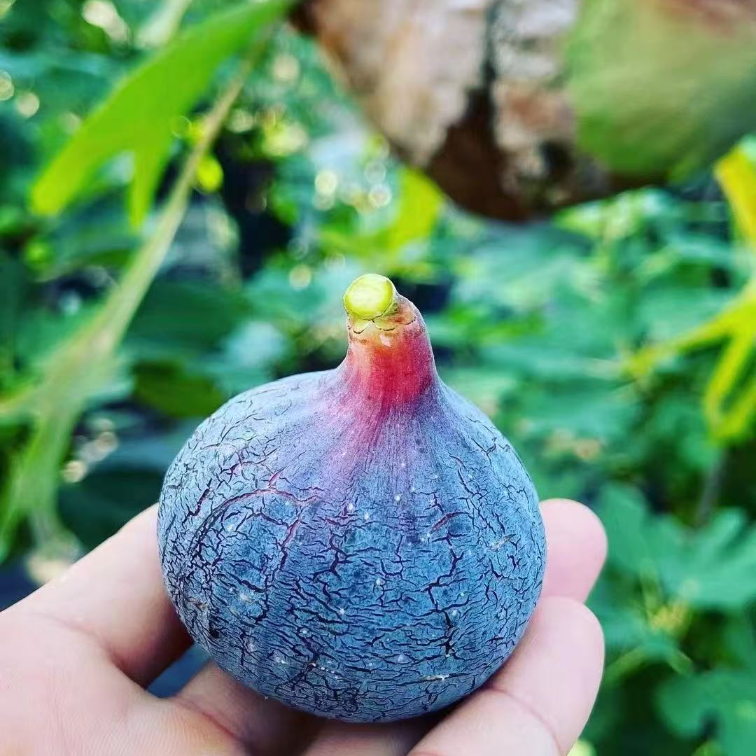 [一物一拍】优质无花果树苗盆栽地栽适宜南北方种植