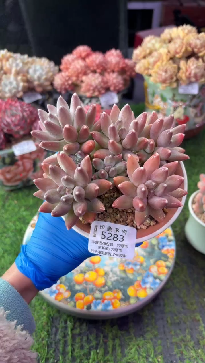 昆明印象多肉5283