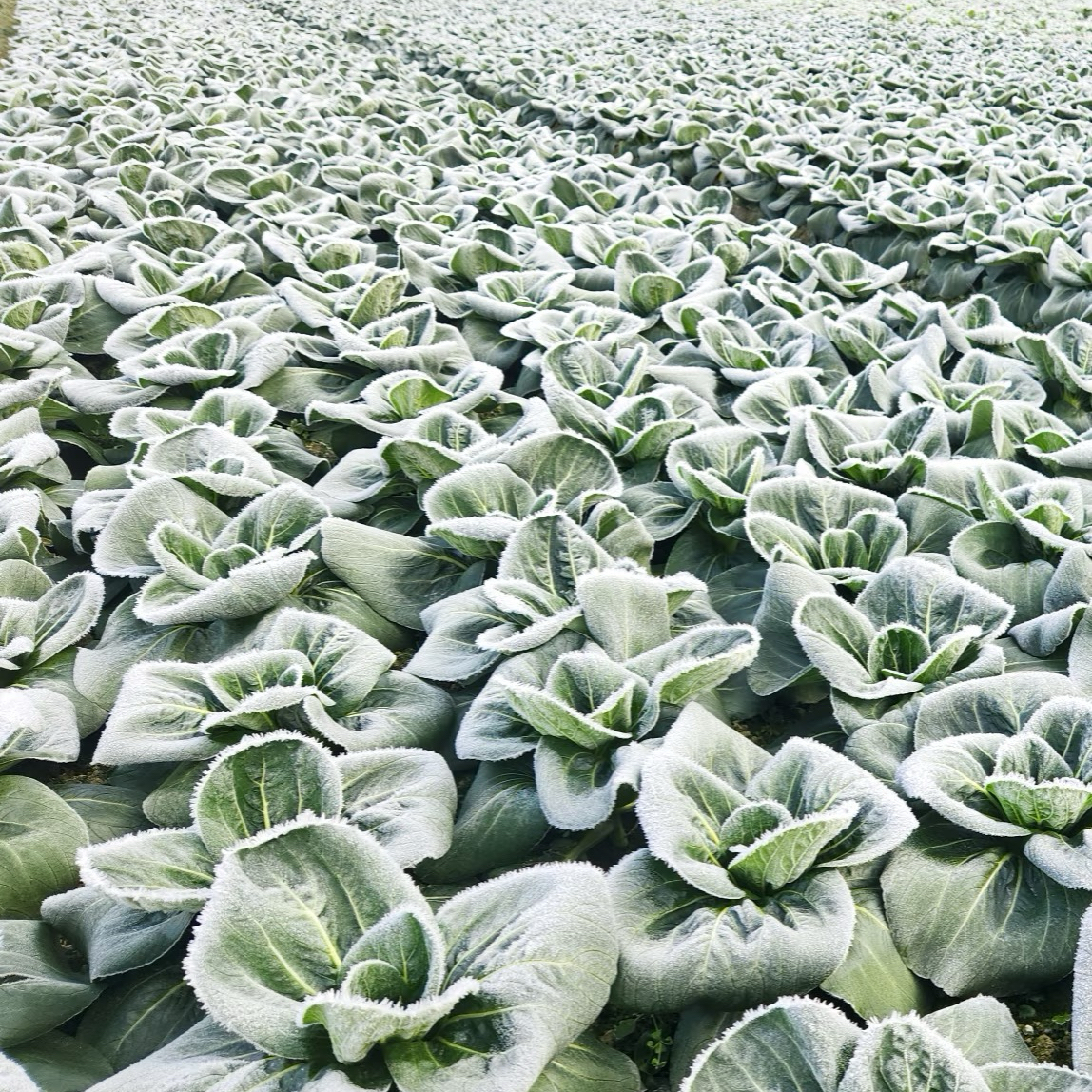 【崇明矮脚菜】落霜矮脚菜 小青菜 农家露天种植  现采现发 包邮到家霜冻青菜