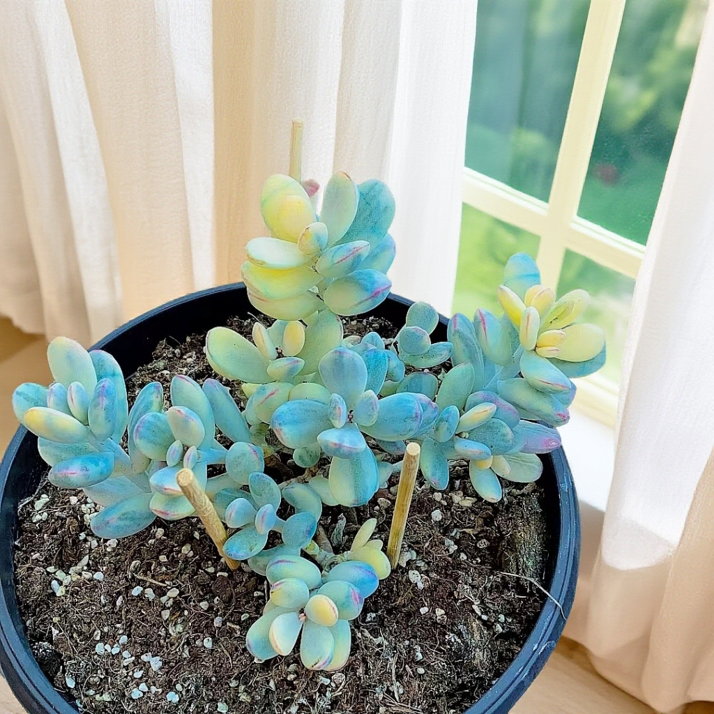 乒乓福娘锦  多肉植物 【满15包邮】 新手好养  造型桩 