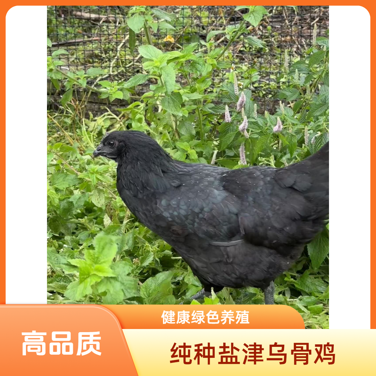 云南盐津乌骨鸡 母鸡 顺丰包邮发货