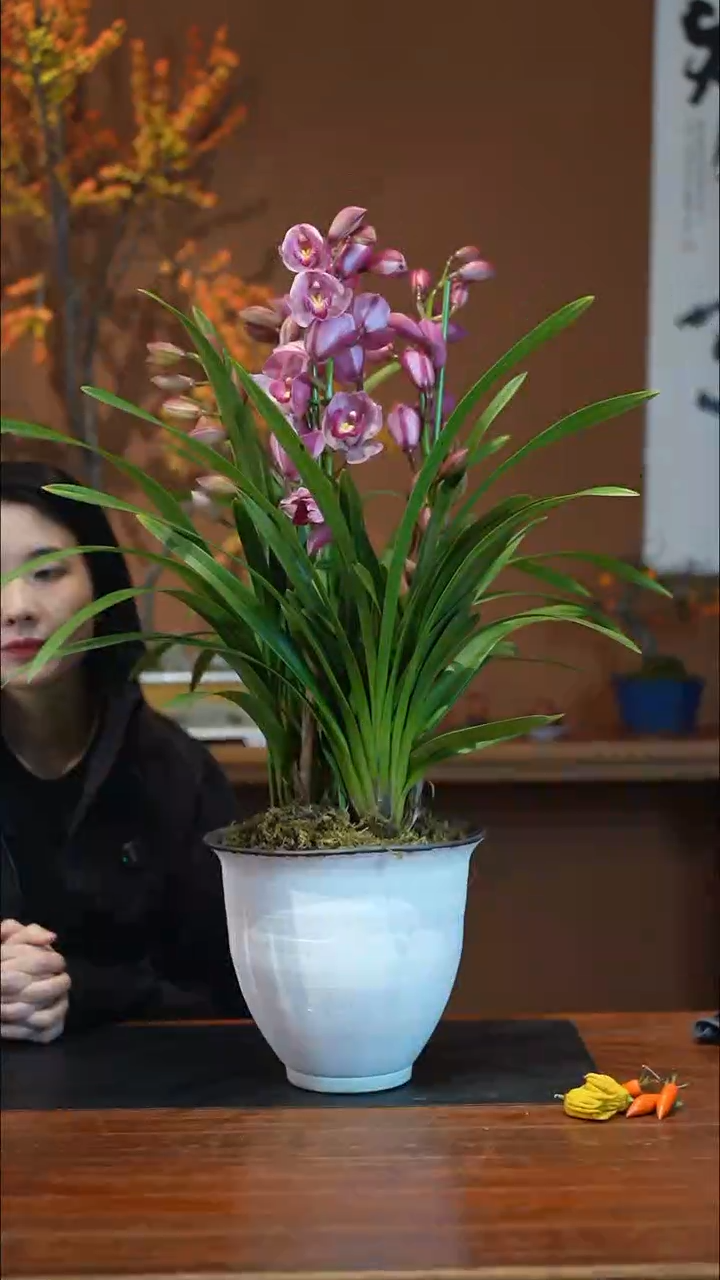 全部花朵粉黛盆景盆景盆景