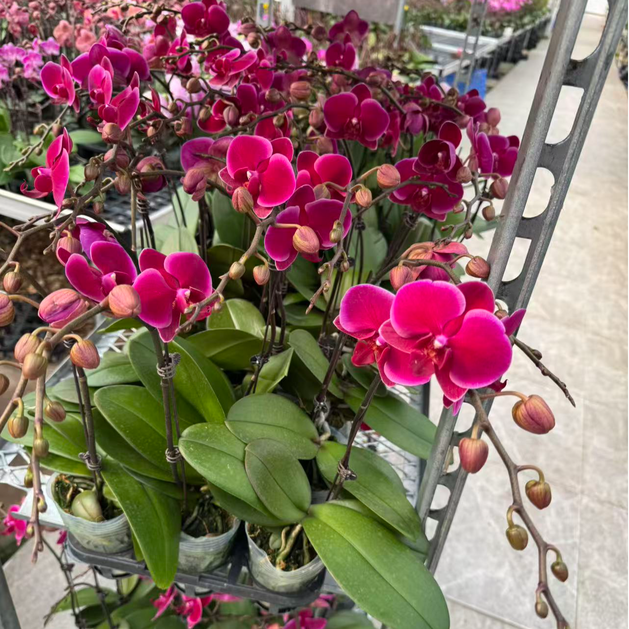 【香山】蝴蝶兰花苗带花剑花苞盆栽室内植物花卉四季好养