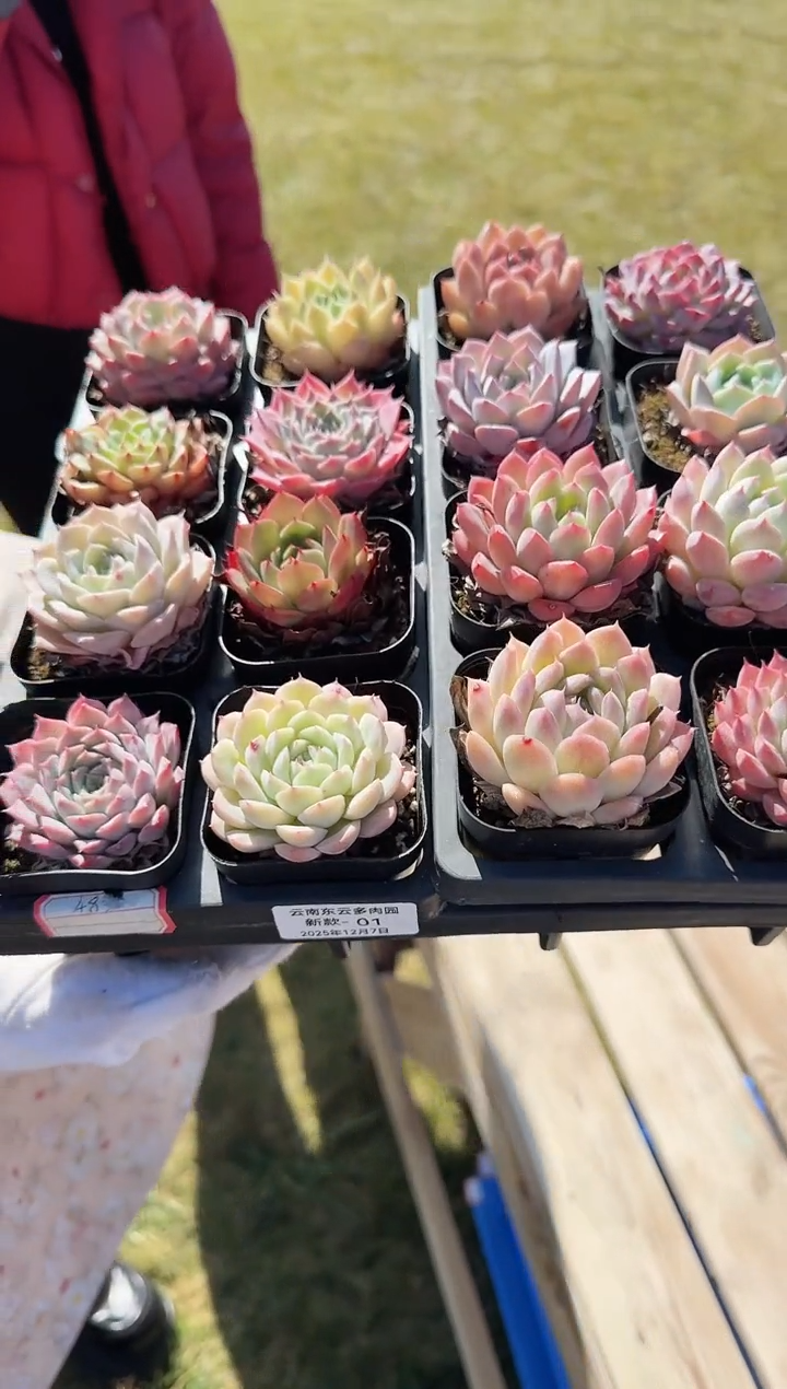 东云多肉园新款-01