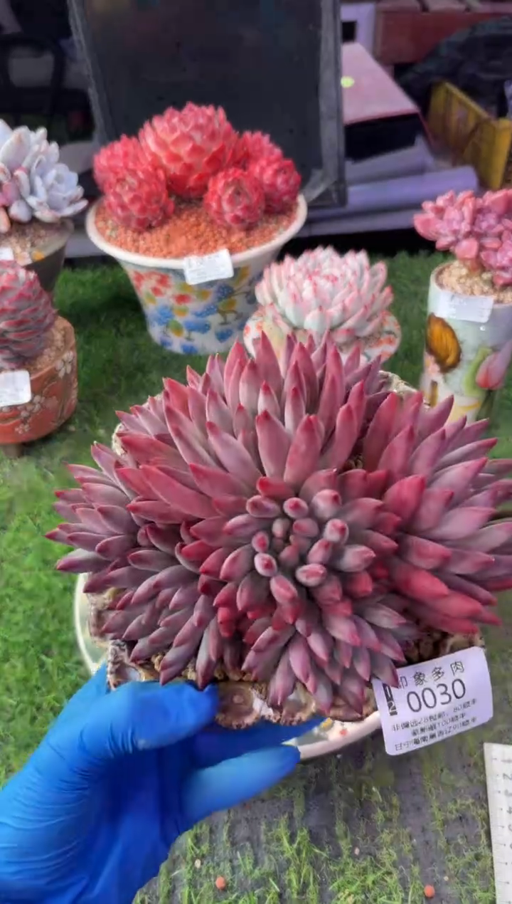 昆明印象多肉0030