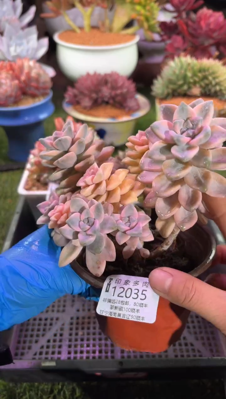 【闪购商品】12035