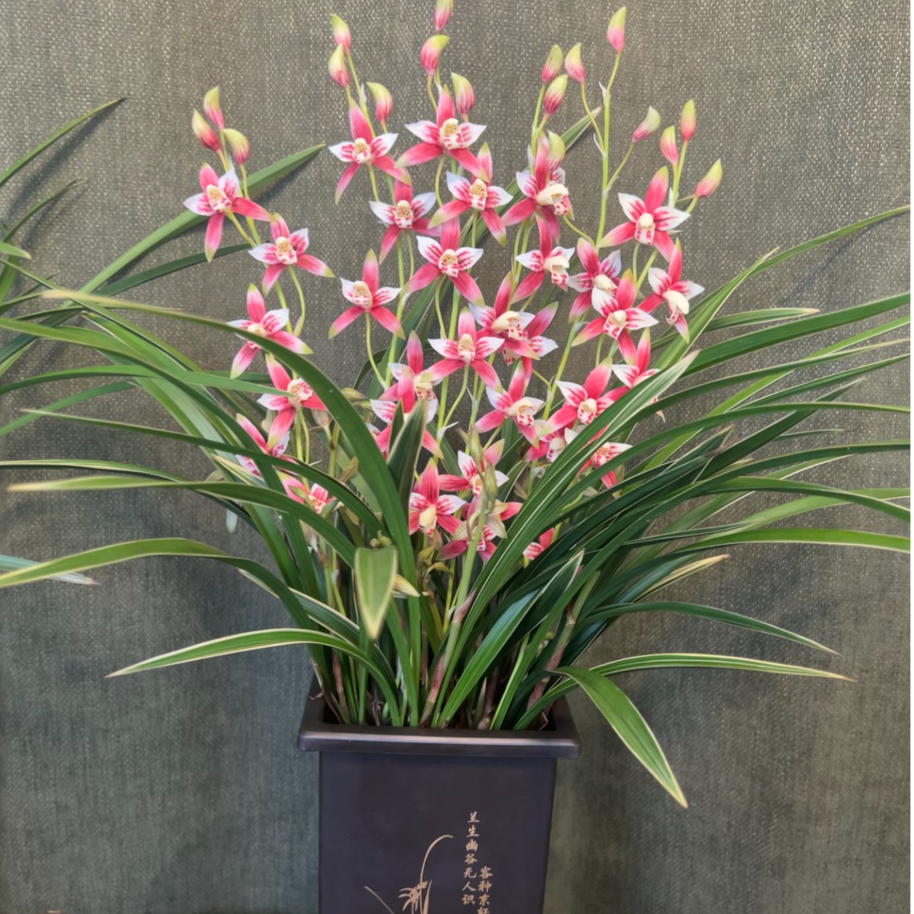 【贵妃醉酒带5花剑起】四季兰花浓香好养室内外高端精品绿植花卉