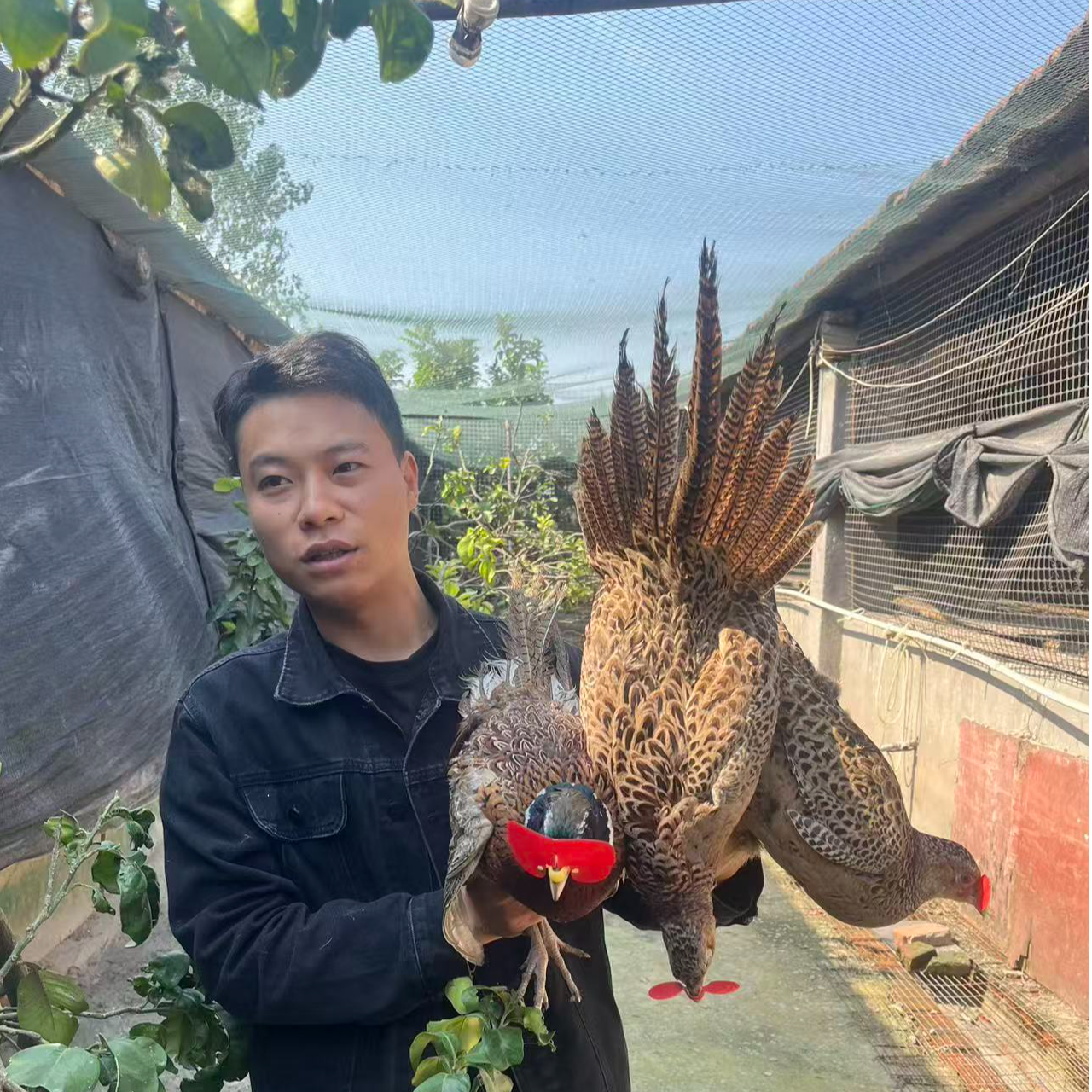七彩山鸡  宠物鸡  长尾鸡  顺丰包邮