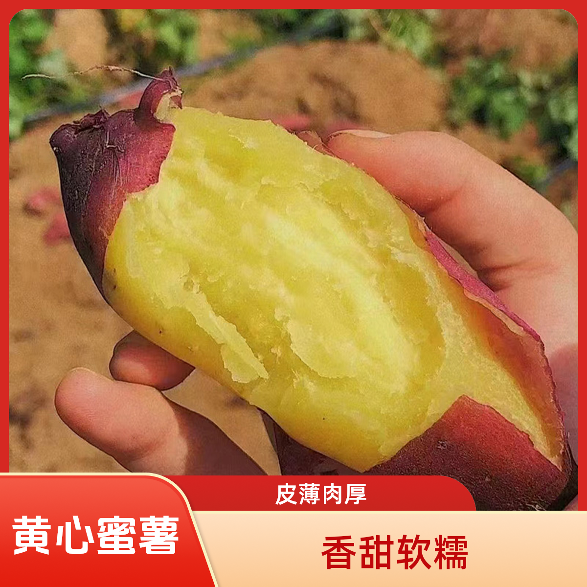 正宗桥头地瓜礼盒直发新鲜红皮黄心粉面甜无筋无丝富硒口感好香甜