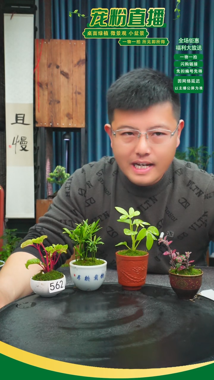 无花朵香**兰苔藓微景观562号
