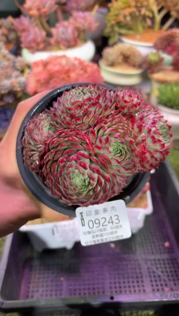 【闪购商品】09243