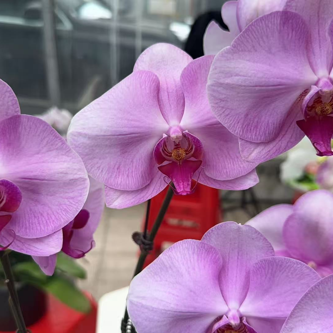 A18【倾城】蝴蝶兰.基地直发.室内花.花期长.年花