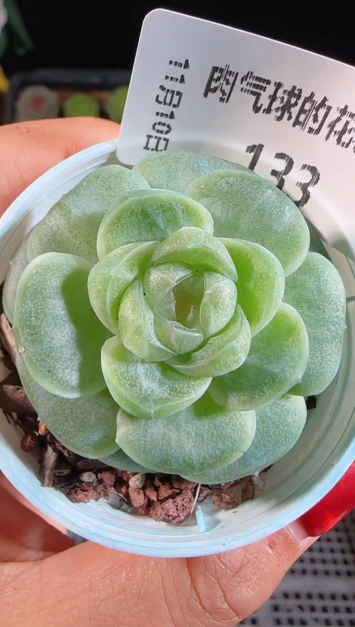 1110-133流光群生不包整