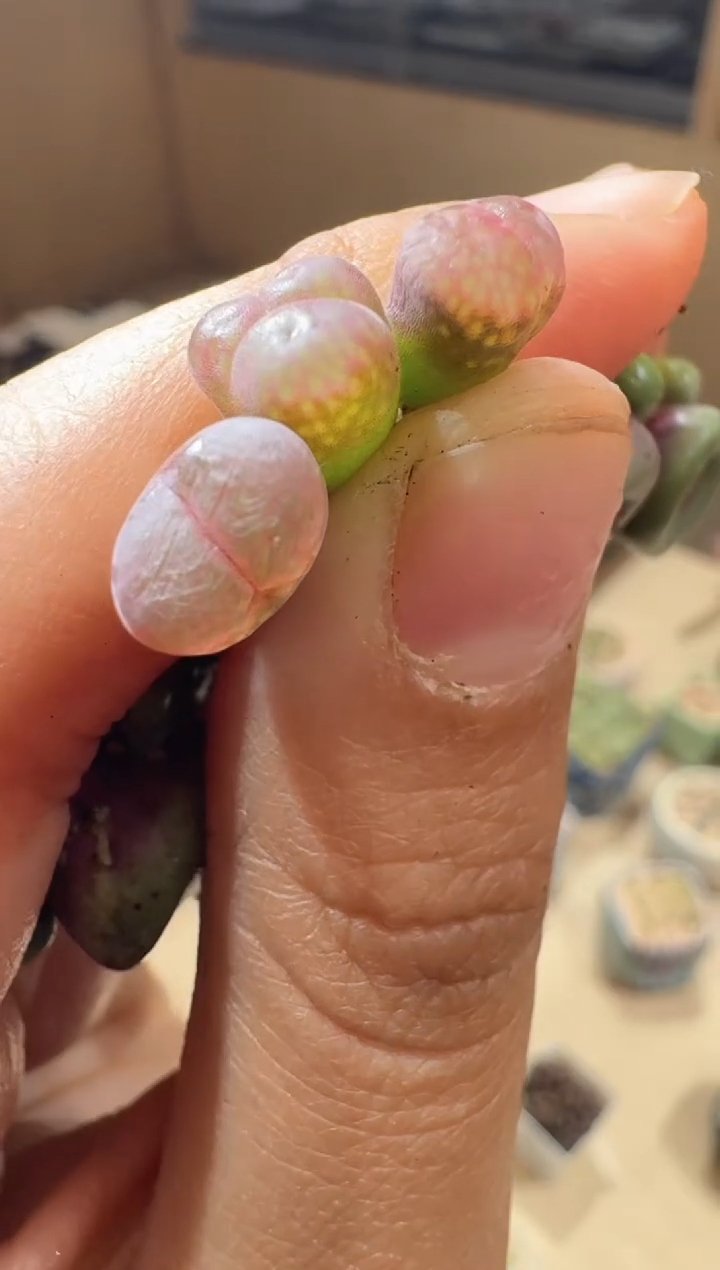 45多肉植物肉锥ry2015爱丽丝一颗