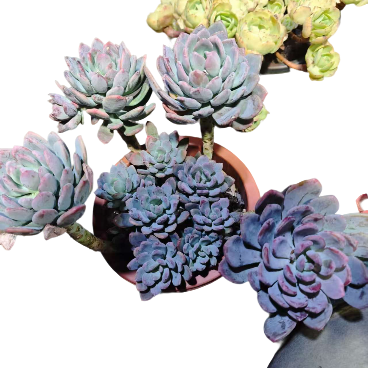 精品多肉 灰姑娘