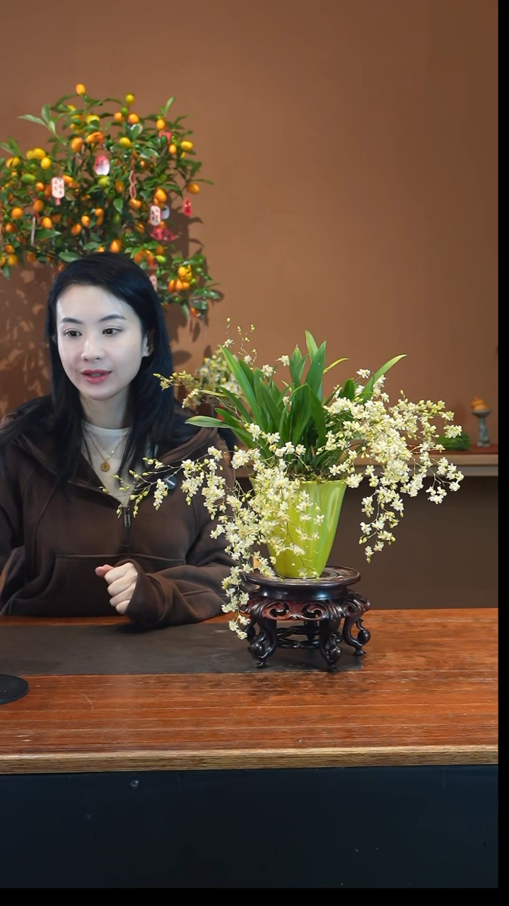 全部花朵香槟梦香盆景盆景盆景