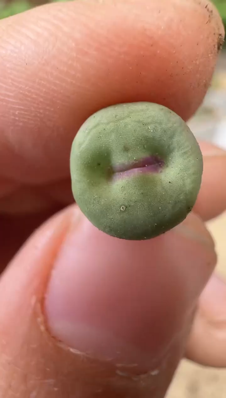 28-217多肉植物肉锥SSW