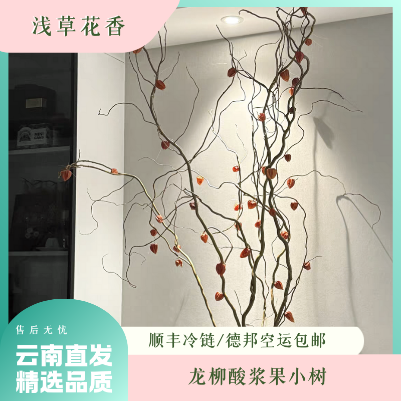 【龙柳酸浆果】优选高品质龙柳酸浆果小树年宵花发芽小众花材