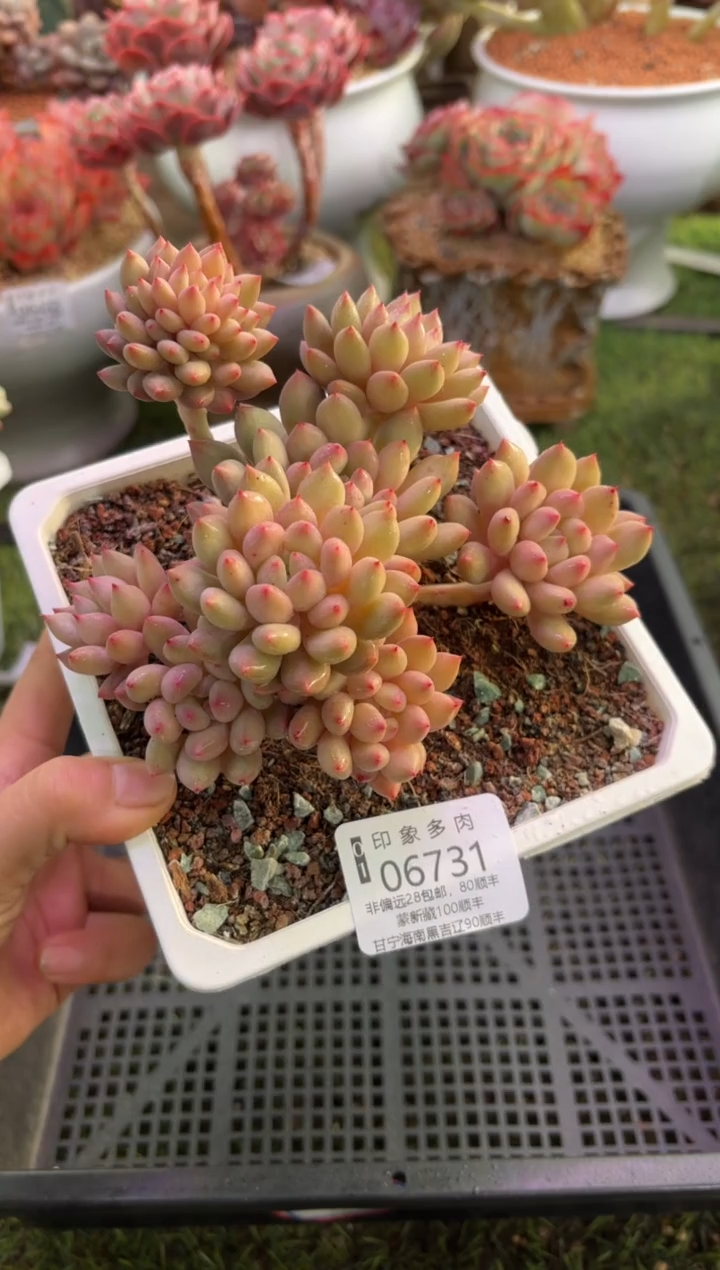 【闪购商品】06731