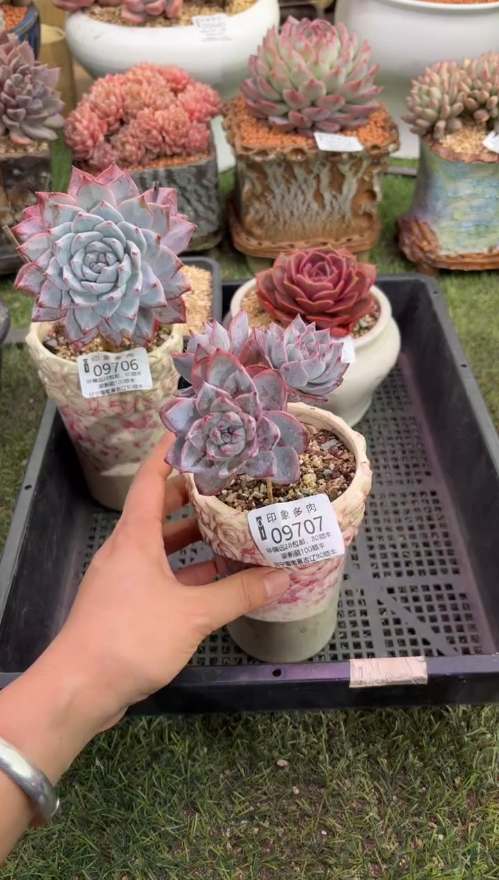 【闪购商品】09707