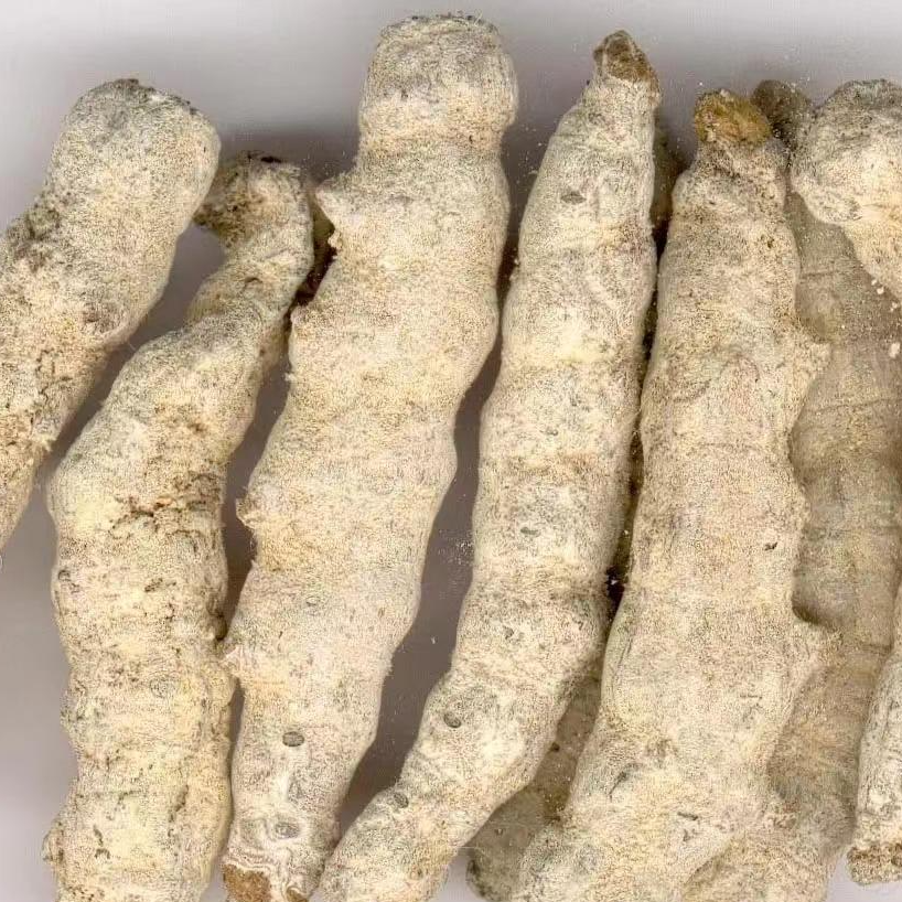 云南深山好物--缅疆蚕
