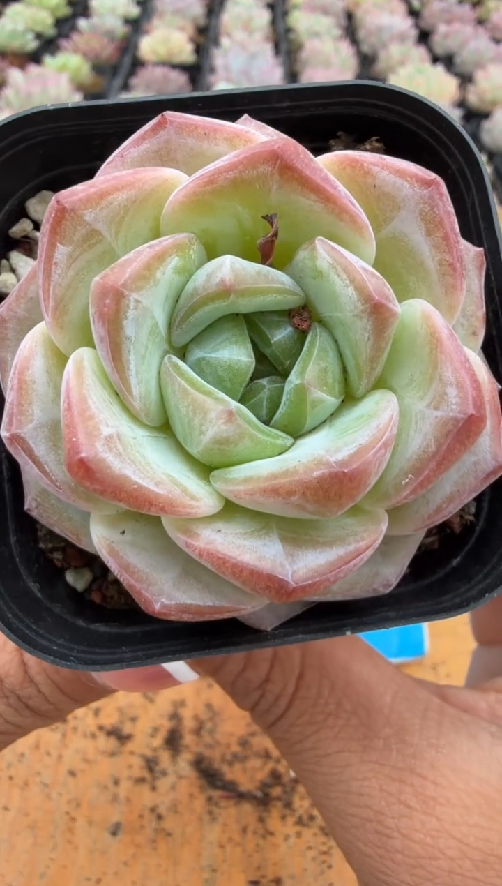 东云多肉园二店-113