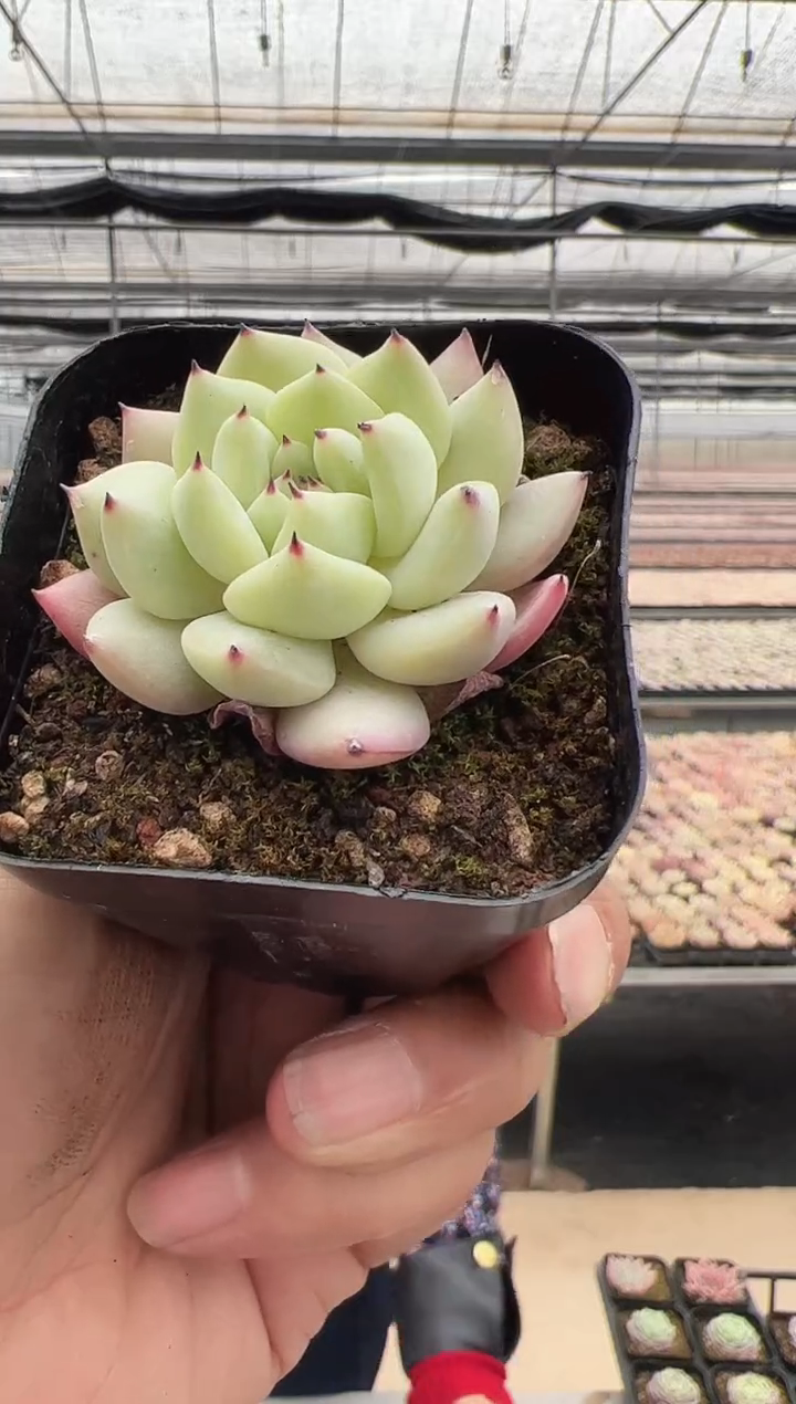 【闪购商品】新款多肉-257