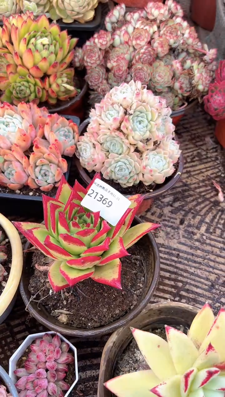 金***沙多肉植物一物一拍21369
