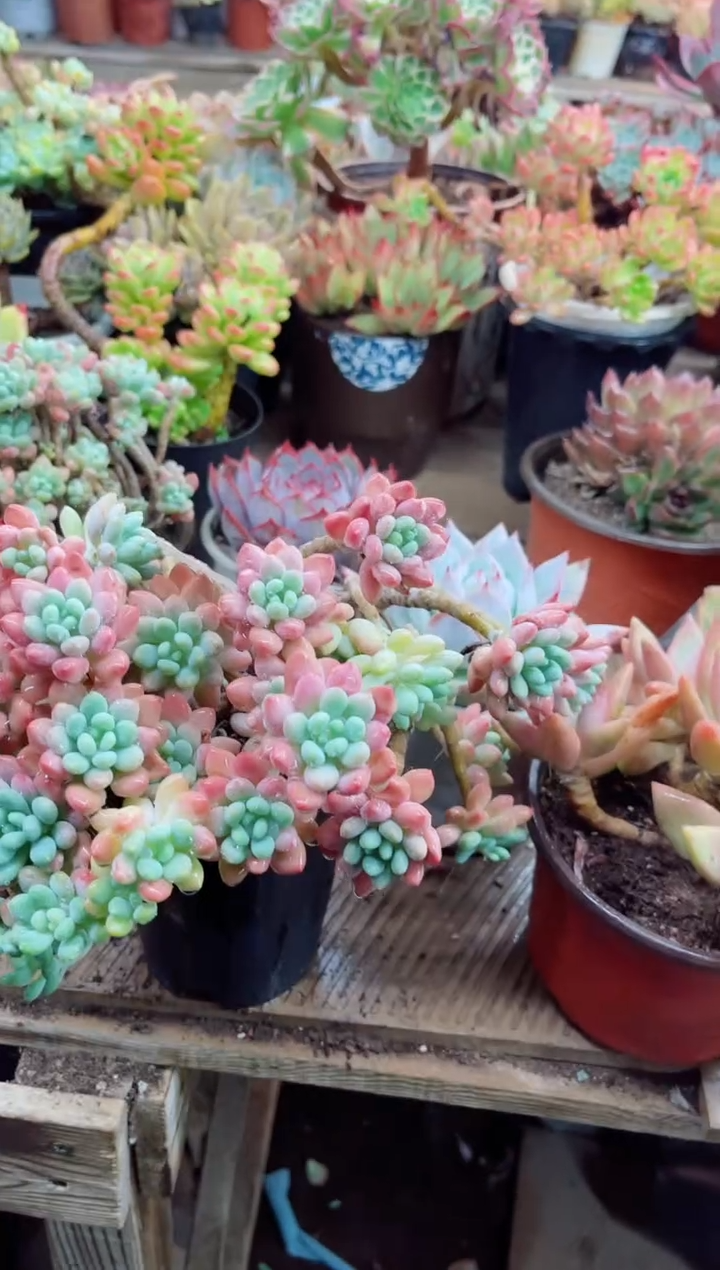 梦***憾21024多肉植物一物一拍
