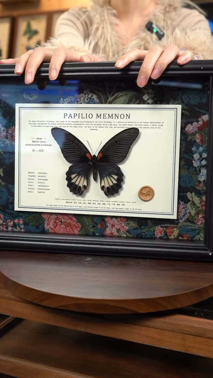 美凤蝶雌蝶不带尾新版本花布底横版