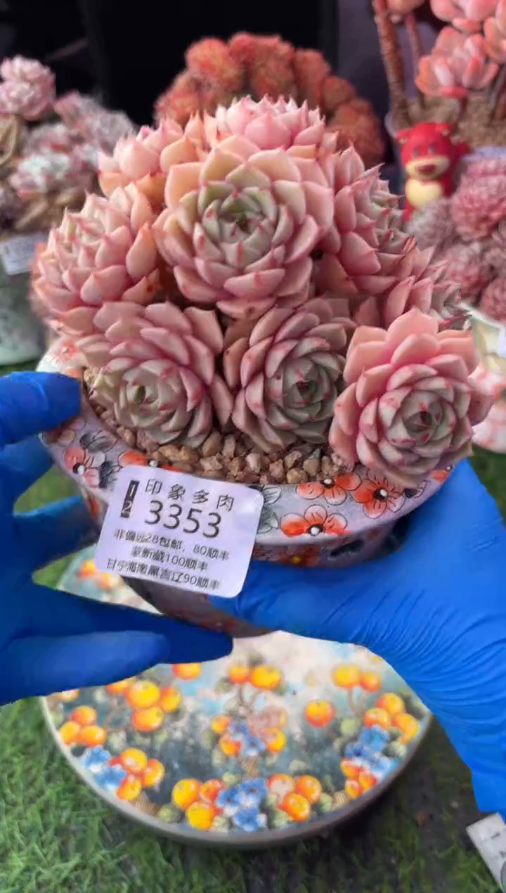 用****5昆明印象多肉3353的盆