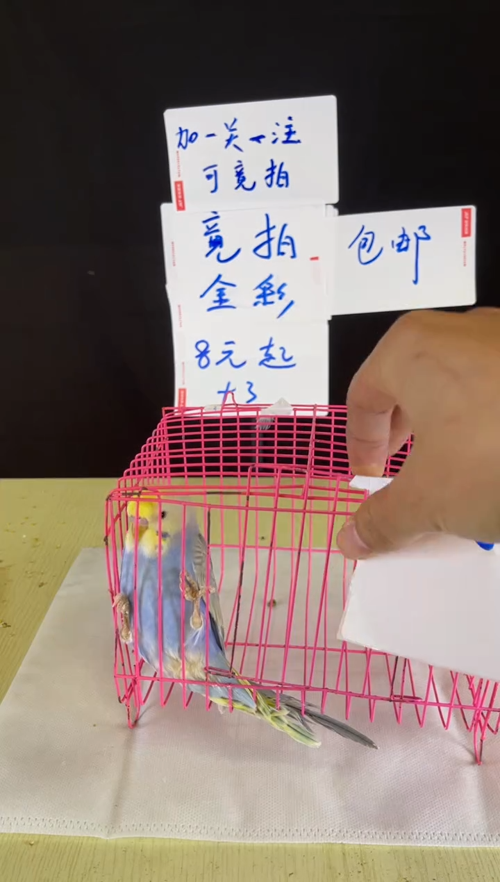 虎皮鹦鹉特色金彩