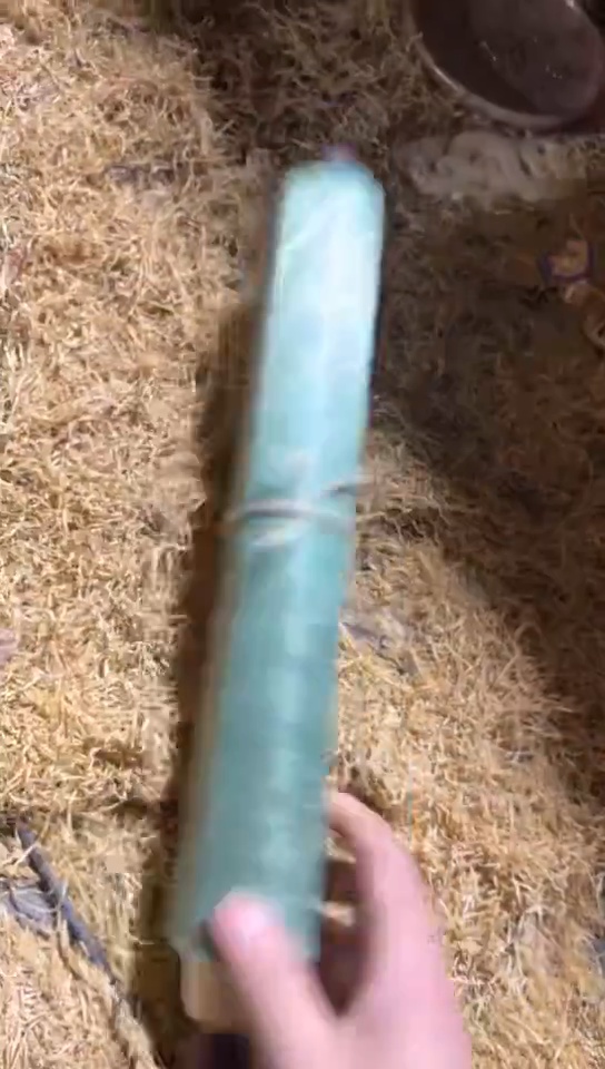 香榧木（1个绿画）