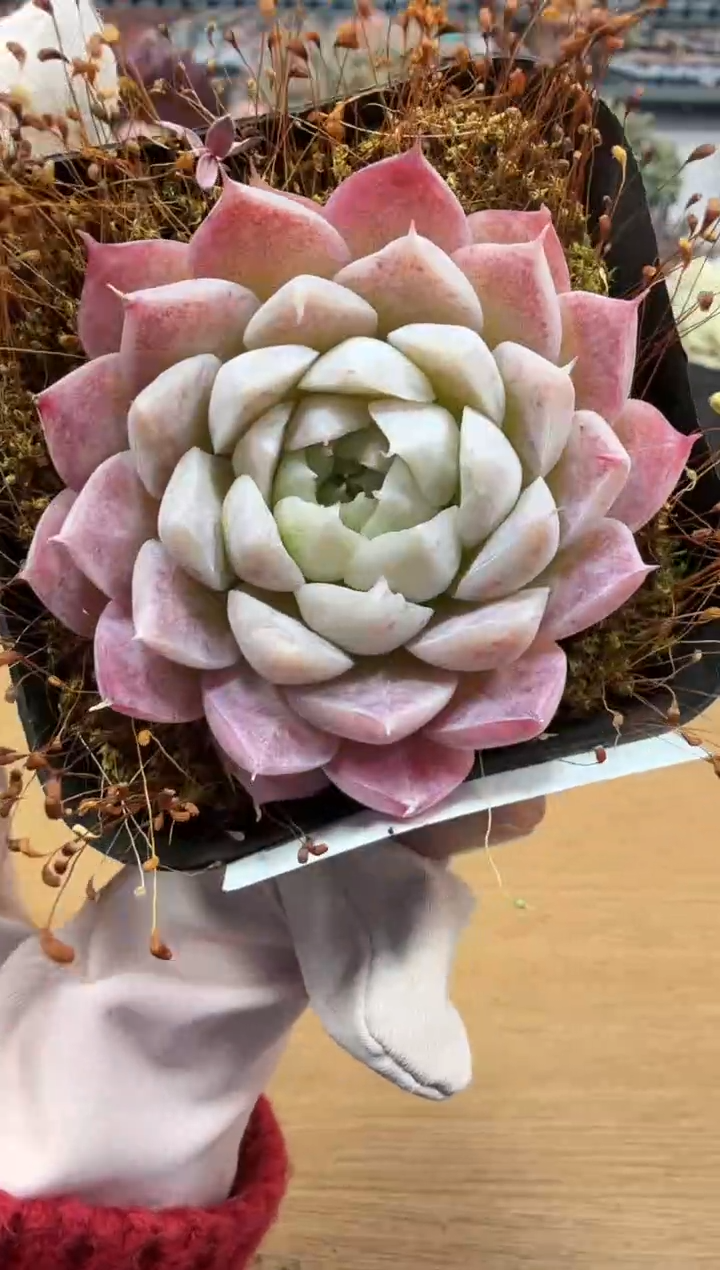 东云多肉园二店-204