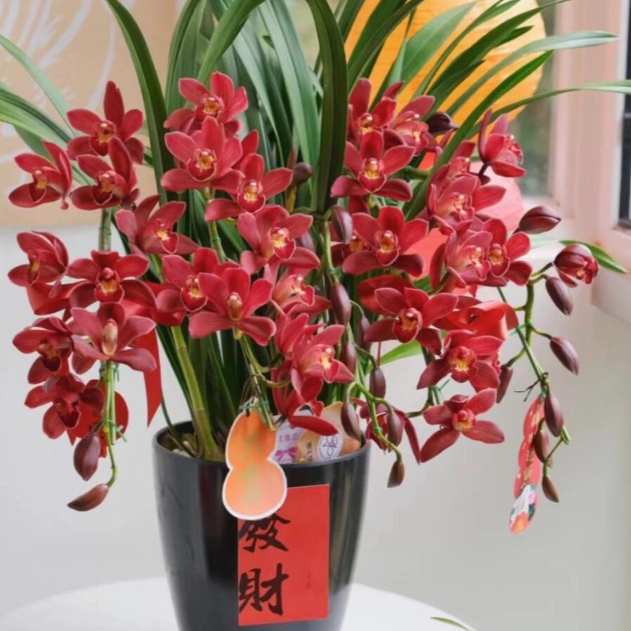 【红玉珠】多支剑起落地盆栽180口径红色系大花蕙兰云南基地直发