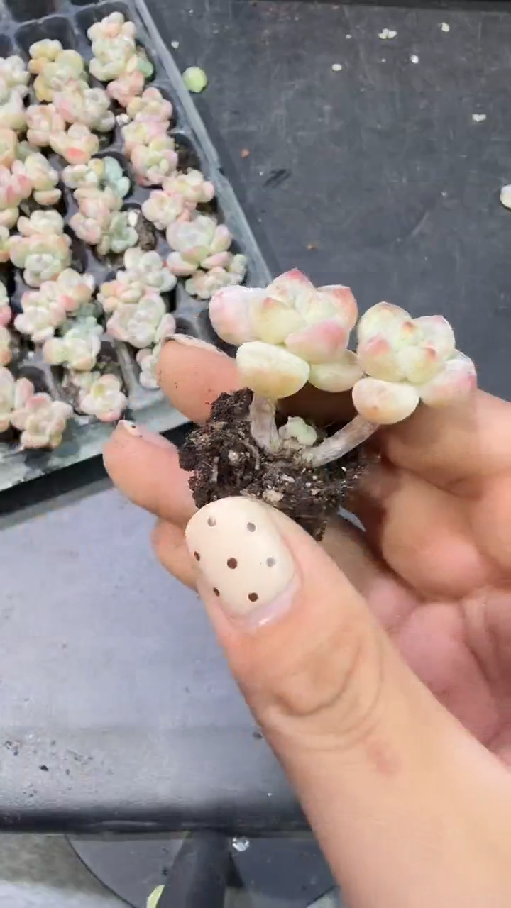 03号到手（4）棵小树冰玉-江北多肉