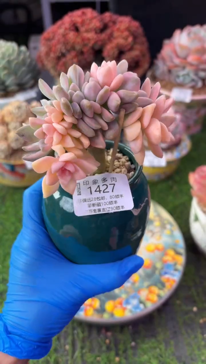 昆明印象多肉1427