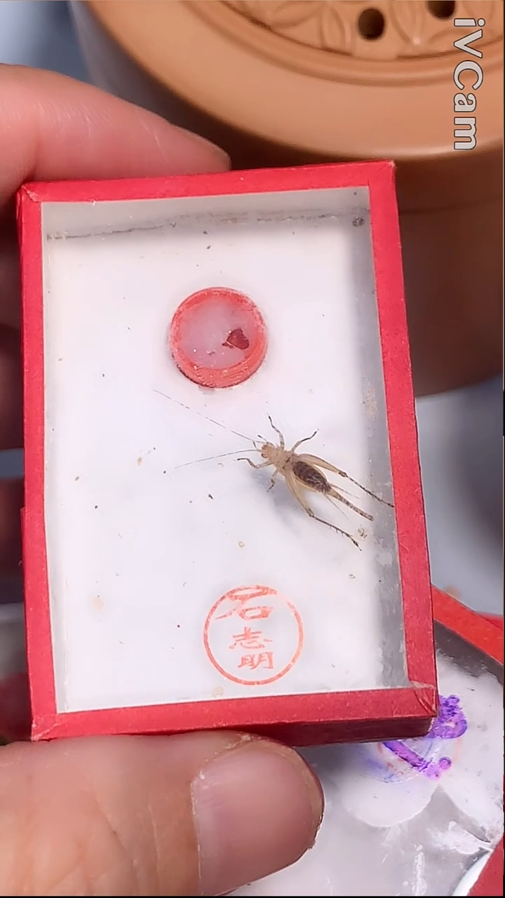一条瘌痢头大黄飞机