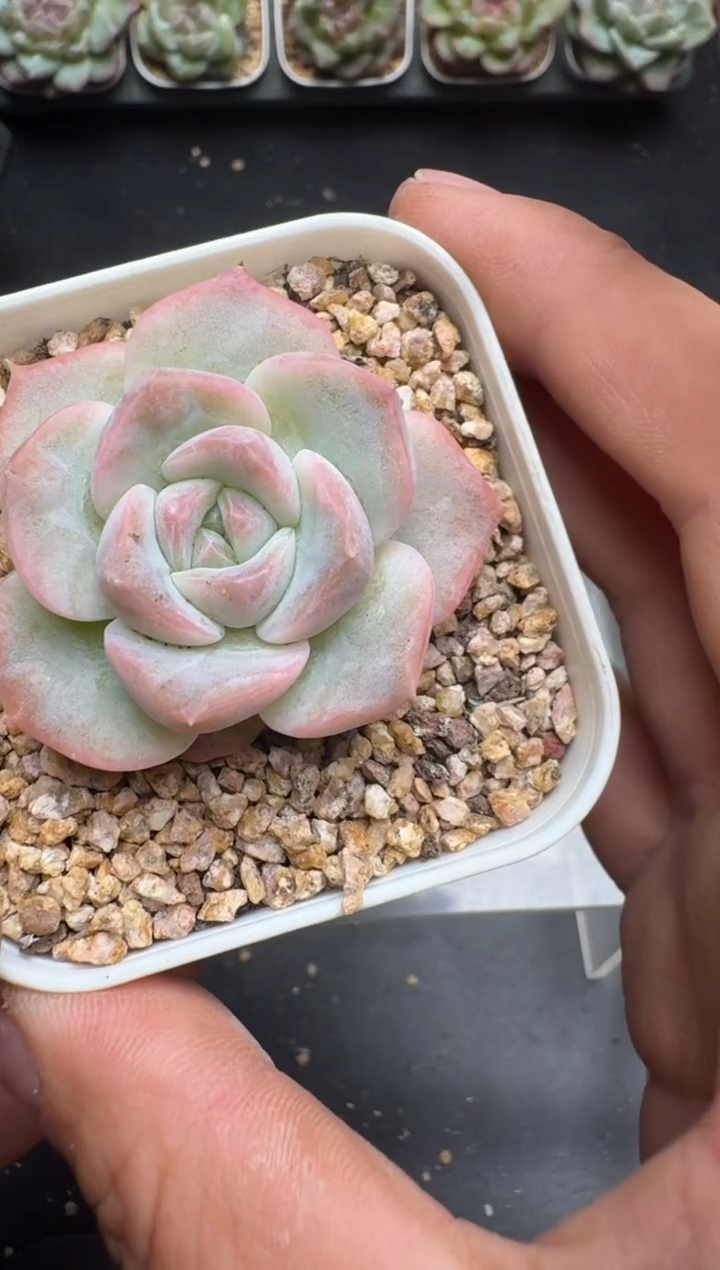 480M当天拍3颗包柚 带盆土纸巾打包 云禹花卉 珍妮多肉植物