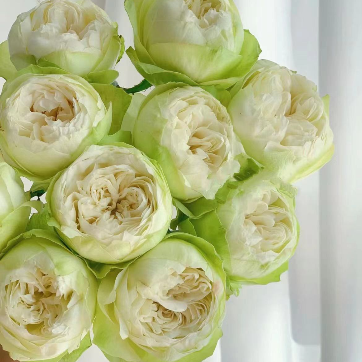 【陌上花开】夏雨荷-单头玫瑰