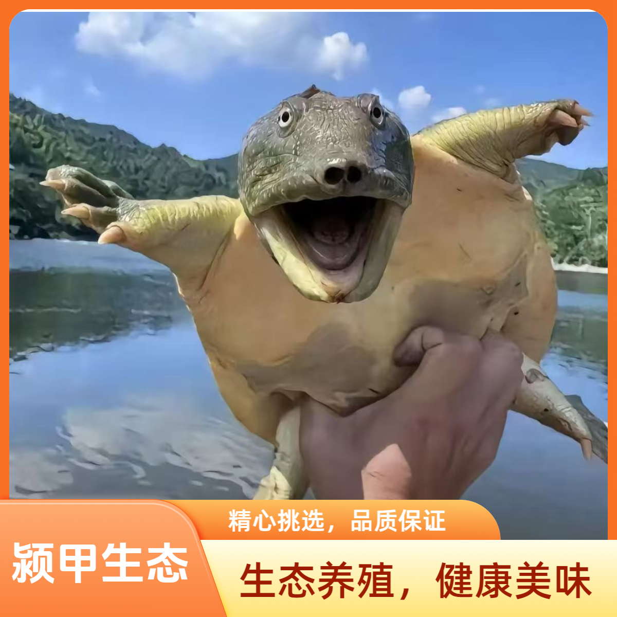 两只共{5-6}斤活鲜生猛甲鱼青黑背生态水鱼老鳖顺丰温控包邮到家