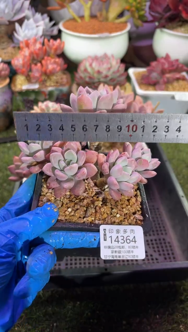 【闪购商品】14364