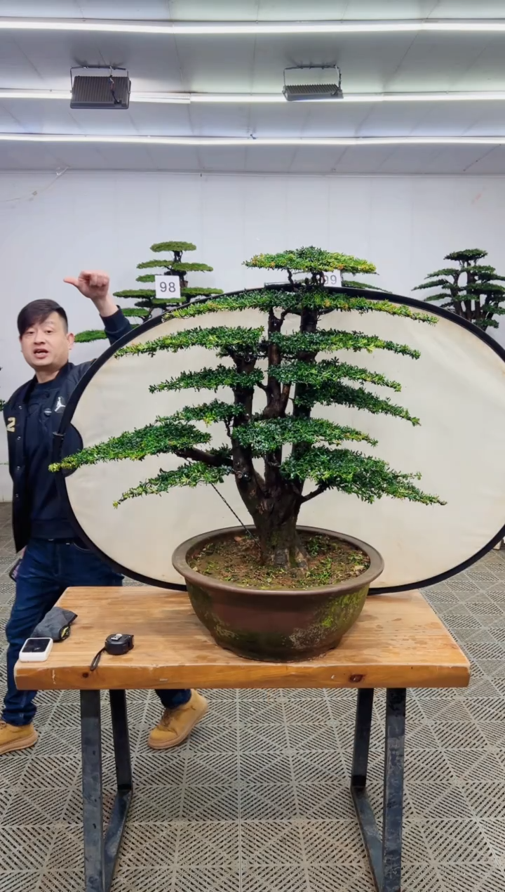 无花朵造型盆景一物一拍
