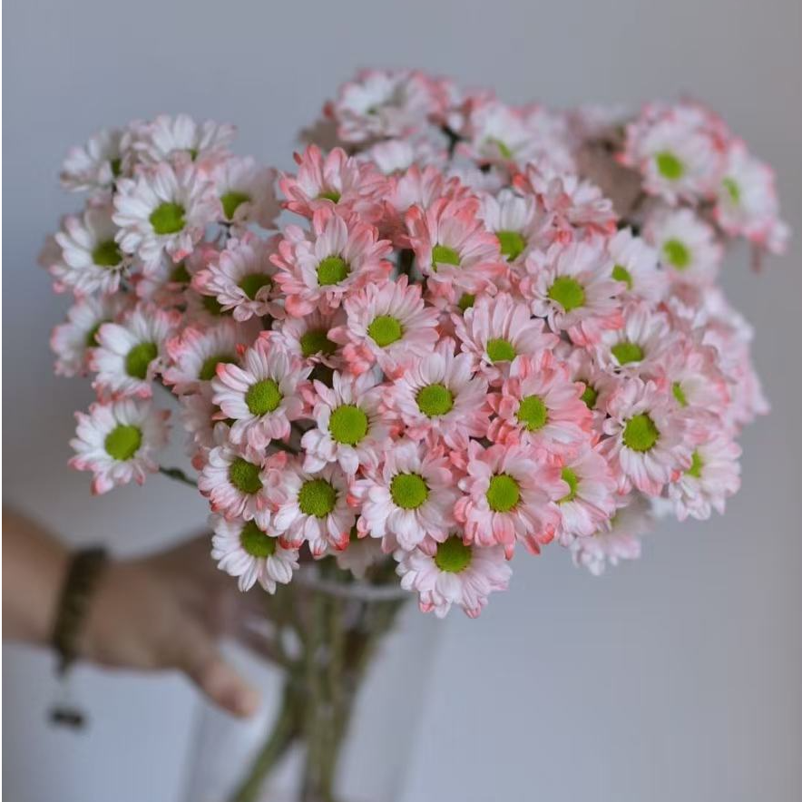 【一品花集】【樱花粉】吸色小雏菊 