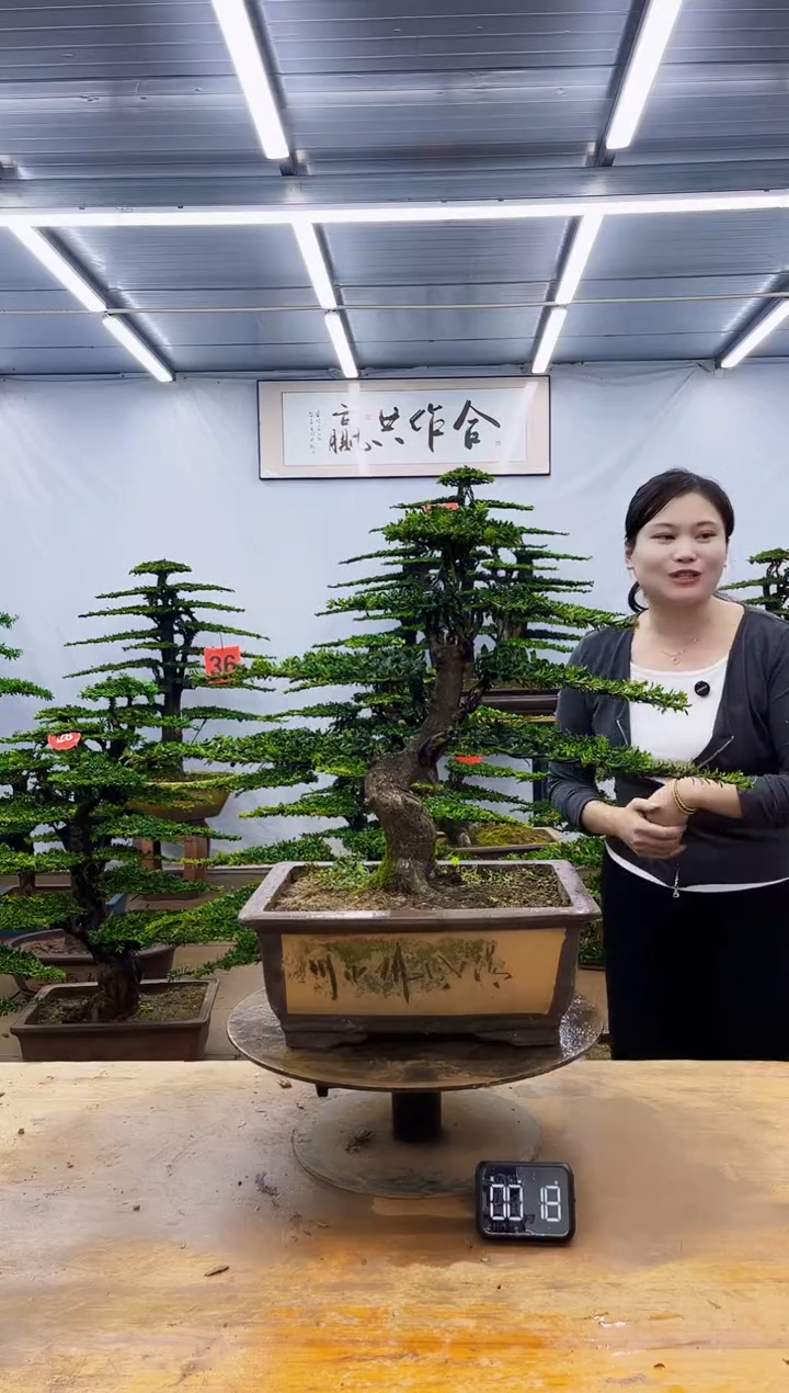 无花朵一物一拍，所见即所得