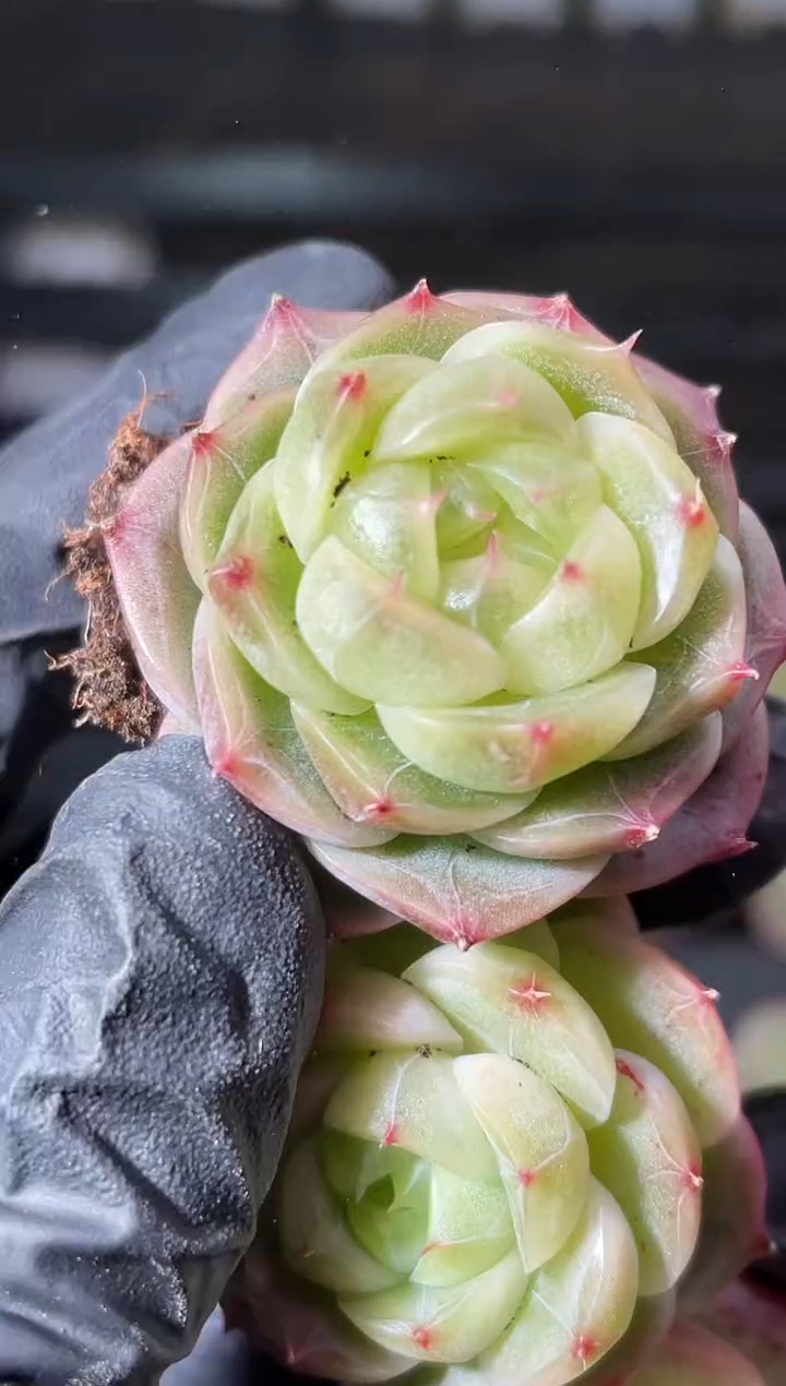 9-47粉红色冰翡2-3厘米 量拍发一颗