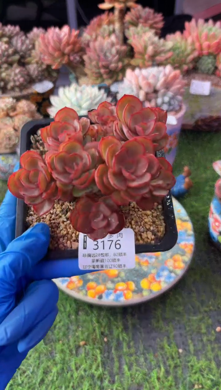 昆明印象多肉3176