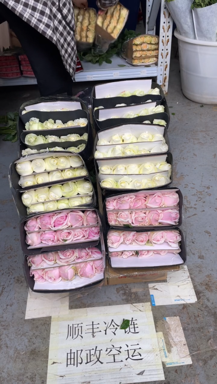 骄傲20枝+粉红20枝+白雪山20枝