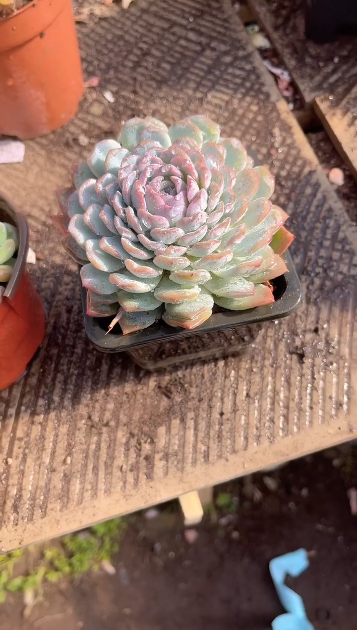 挑****子跃跃精品多肉06033